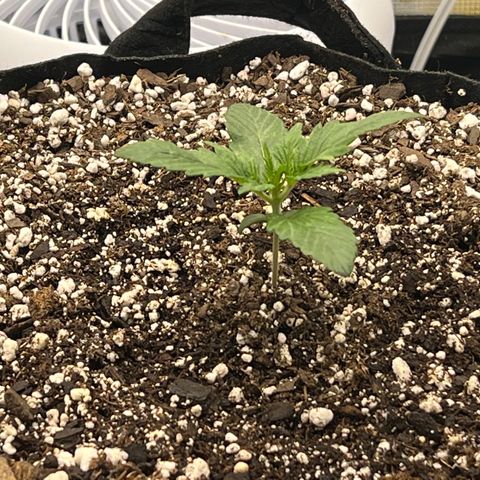 Planet of the Grapes growlog timeline photo