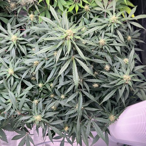 Amnesia Haze growlog timeline photo