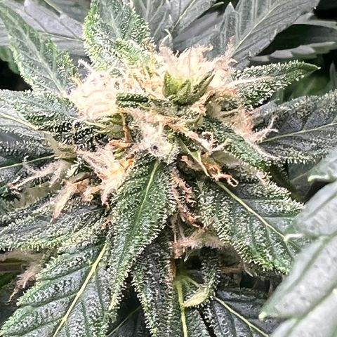 Amnesia Haze growlog timeline photo