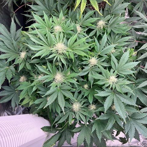 Mesphito - CDLC growlog timeline photo