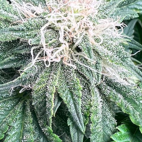 Mesphito - CDLC growlog timeline photo