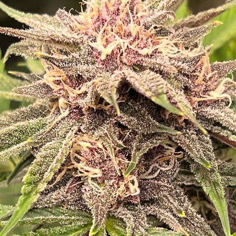 Gelato growlog timeline photo