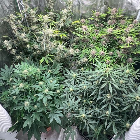 Gelato growlog timeline photo