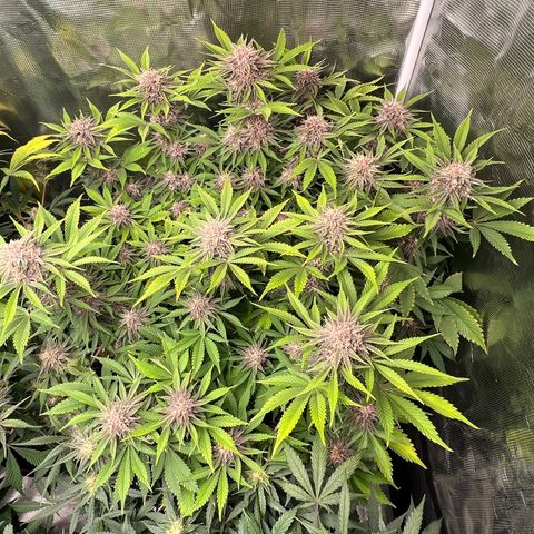 Gelato growlog timeline photo