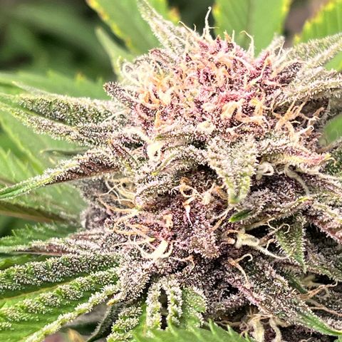 Gelato growlog timeline photo