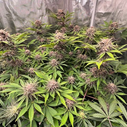 Gelato growlog timeline photo