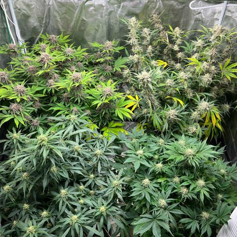 Queens Banner growlog timeline photo