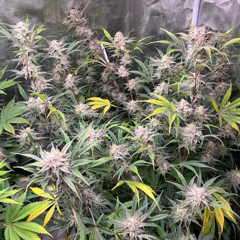 Queens Banner growlog timeline photo