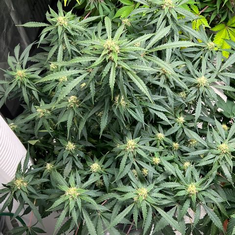 Amnesia Haze growlog timeline photo