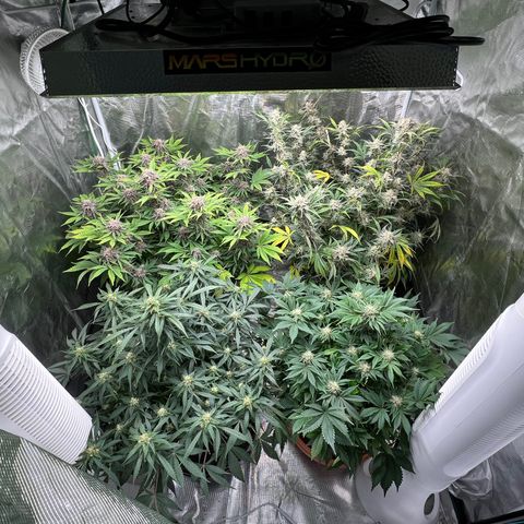 Amnesia Haze growlog timeline photo