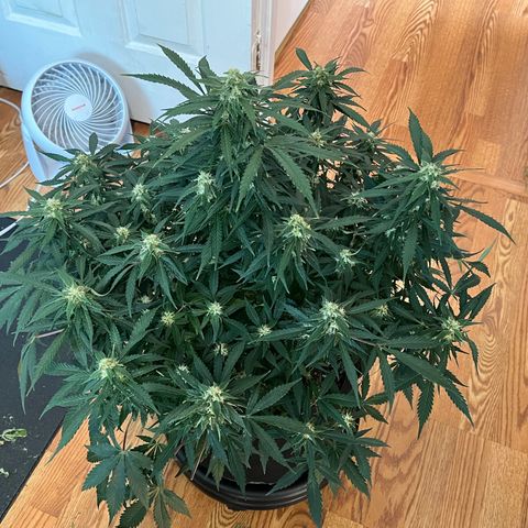 Amnesia Haze growlog timeline photo
