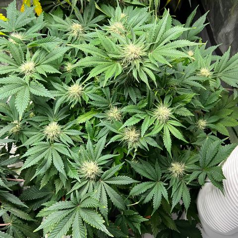 Mesphito - CDLC growlog timeline photo