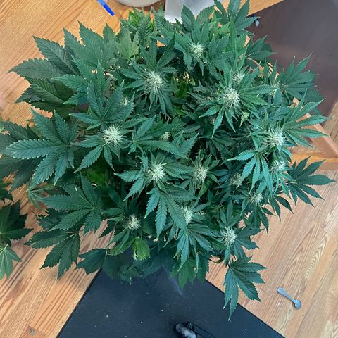 Mesphito - CDLC growlog timeline photo