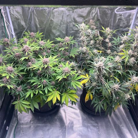 Gelato growlog timeline photo
