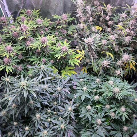 Gelato growlog timeline photo