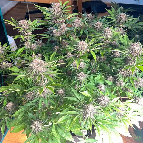 Gelato growlog timeline photo