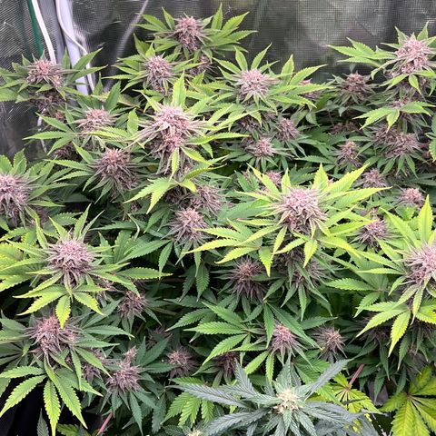 Gelato growlog timeline photo