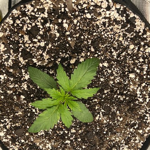 Planet of the Grapes growlog timeline photo