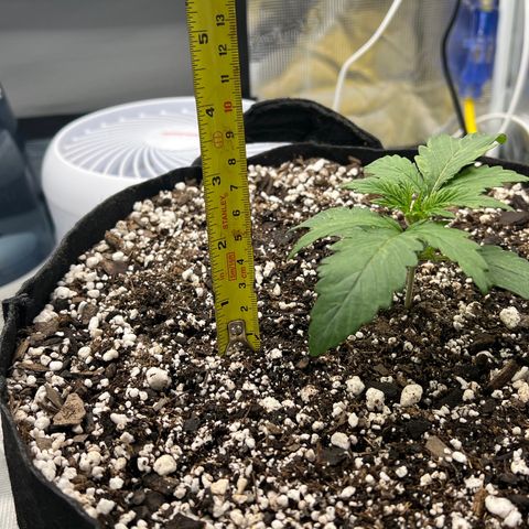 Planet of the Grapes growlog timeline photo
