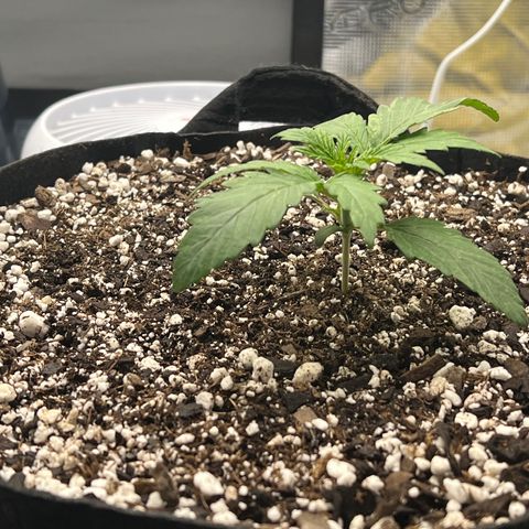 Planet of the Grapes growlog timeline photo