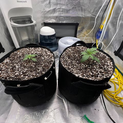 Planet of the Grapes growlog timeline photo