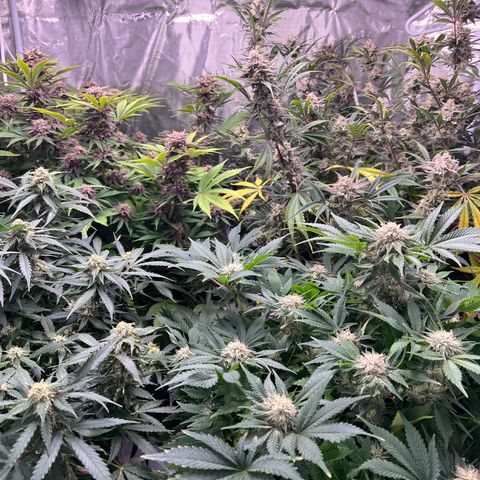 Amnesia Haze growlog timeline photo