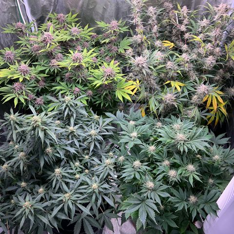 Amnesia Haze growlog timeline photo