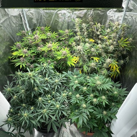 Amnesia Haze growlog timeline photo