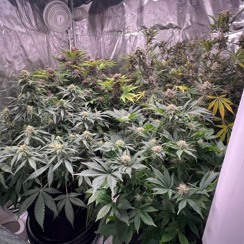 Amnesia Haze growlog timeline photo