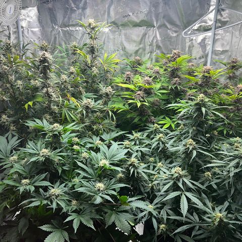 Amnesia Haze growlog timeline photo