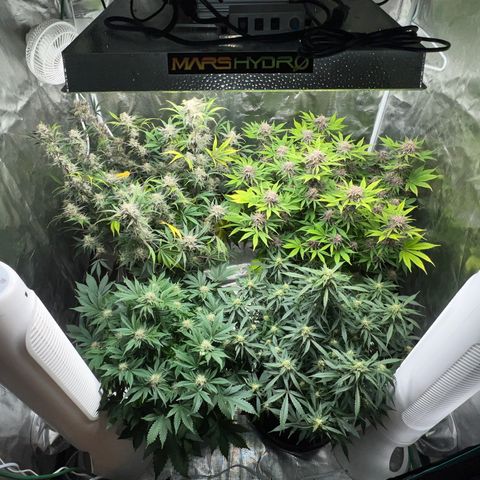 Amnesia Haze growlog timeline photo