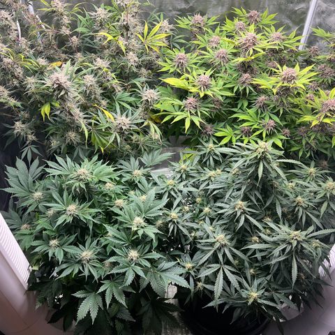 Amnesia Haze growlog timeline photo
