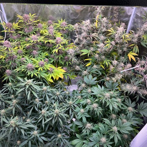 Amnesia Haze growlog photo: Little sad today - watered late and went an extra day