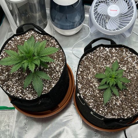 Planet of the Grapes growlog timeline photo