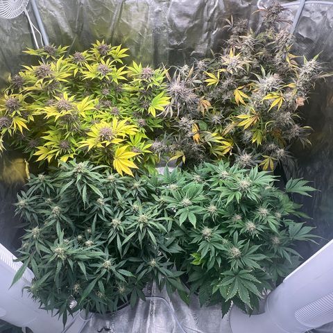 Amnesia Haze growlog timeline photo