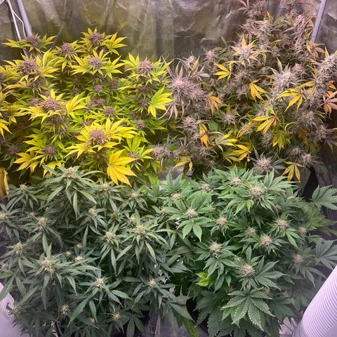 Amnesia Haze growlog timeline photo