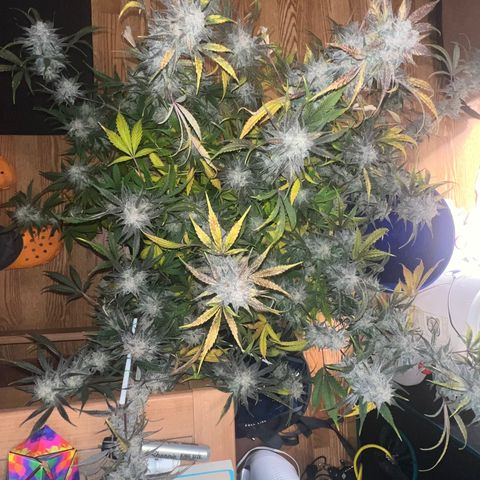 Queens Banner growlog timeline photo