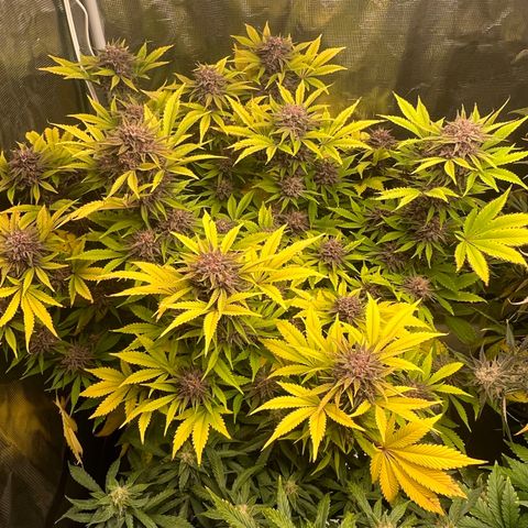 Gelato growlog timeline photo