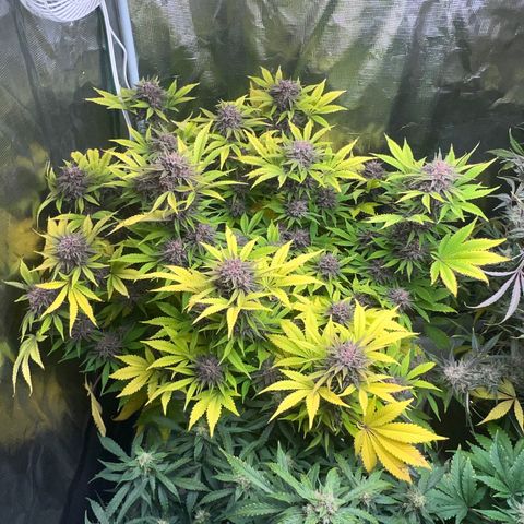Gelato growlog timeline photo