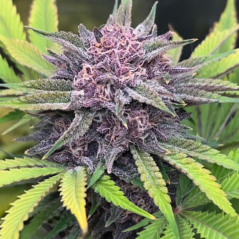 Gelato growlog timeline photo