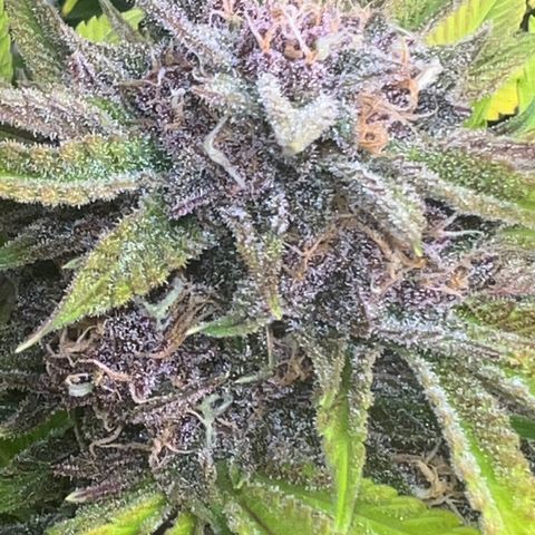 Gelato growlog timeline photo