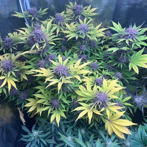 Gelato growlog timeline photo