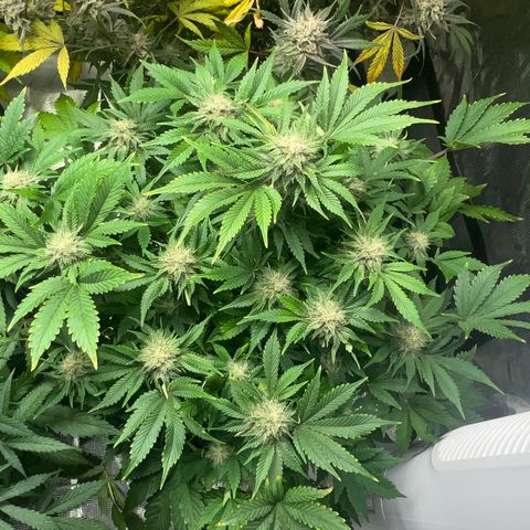 Mesphito - CDLC growlog timeline photo