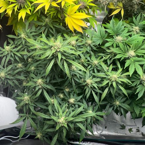 Amnesia Haze growlog timeline photo