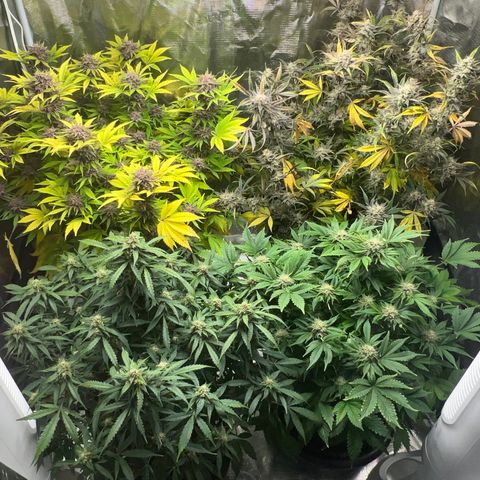 Amnesia Haze growlog timeline photo