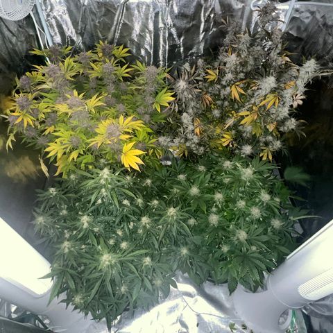 Queens Banner growlog timeline photo