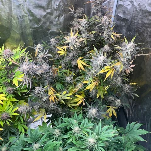 Queens Banner growlog timeline photo
