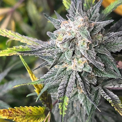 Queens Banner growlog timeline photo