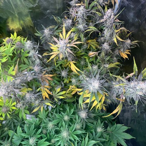 Queens Banner growlog timeline photo