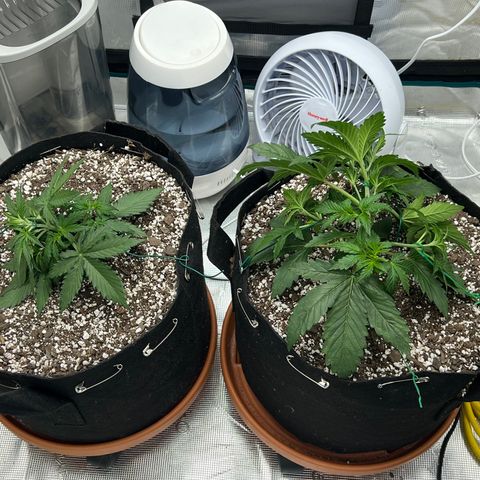 Planet of the Grapes growlog photo: Pre and LST shots